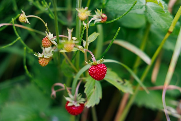 Bacche di fragole pendono su un cespuglio nell'erba alta