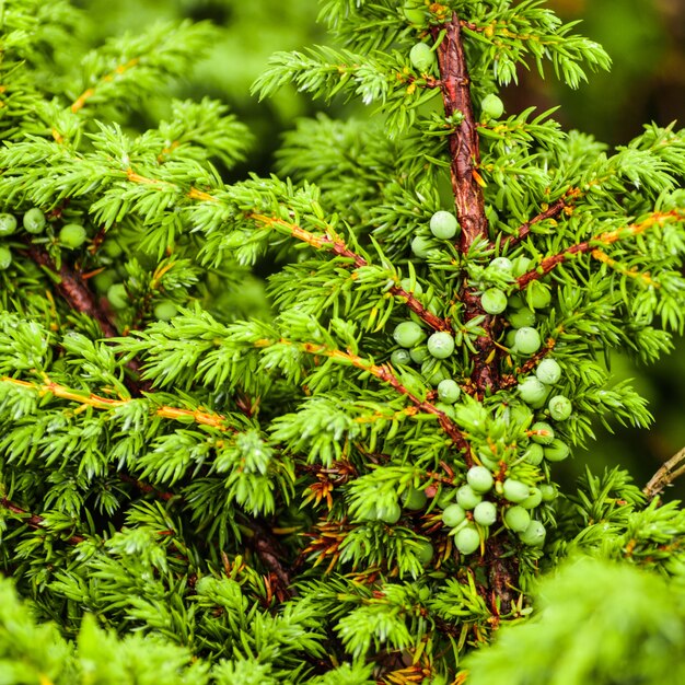 Bacche di ginepro verde sui rami della foresta