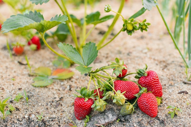 Bacche di grandi fragole rosse mature fresche in una serra