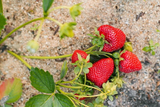 Bacche di grandi fragole rosse mature fresche in una serra