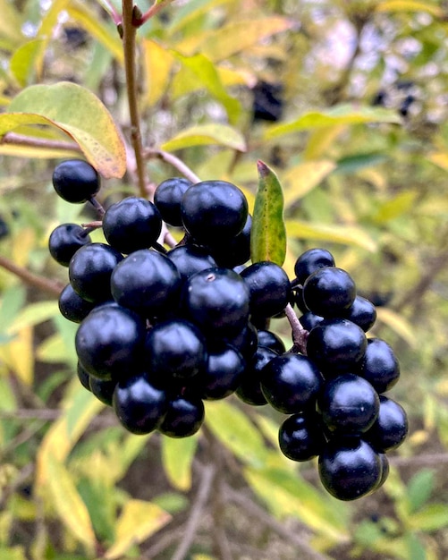 Bacche di ligustro nero con foglie di Ligustrum vulgare.