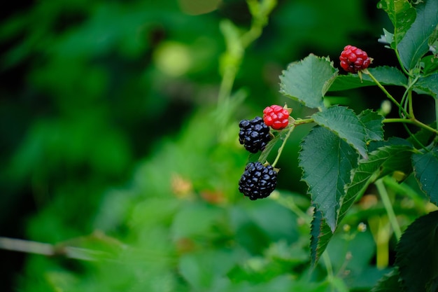 Bacche di mora cibo delizioso e sano