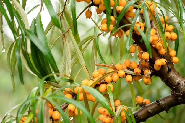 Bacche di olivello spinoso arancio maturo sui rami degli alberi raccolta autunnale da vicino