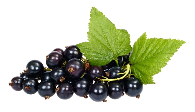 Bacche di ribes mature con foglie verdi su sfondo bianco