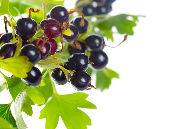 Bacche di ribes nero con foglia verde. Frutta fresca, isolata su sfondo bianco.