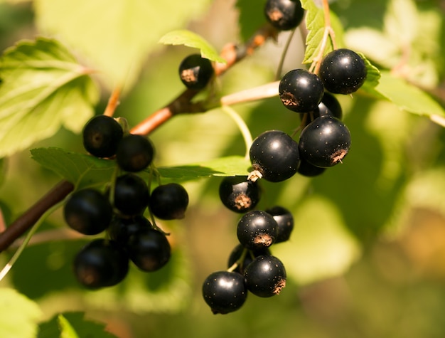 Bacche di ribes nero fresco