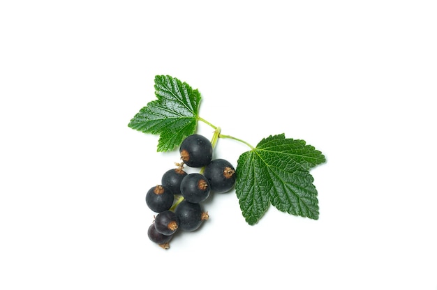 Bacche di ribes nero mature con foglie su sfondo bianco