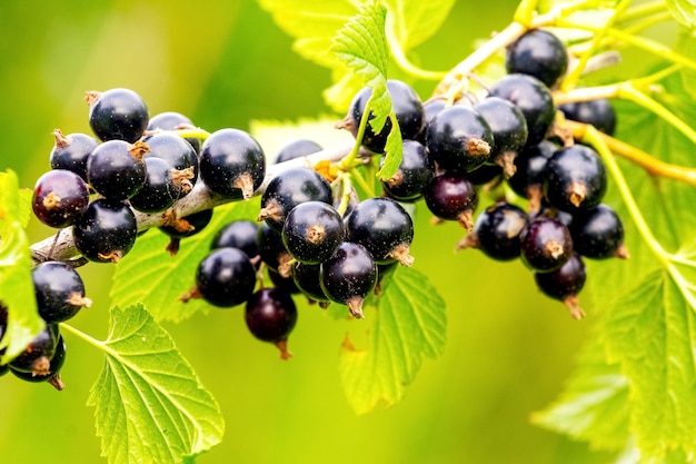 Bacche di ribes nero nel giardino sul cespuglio Raccolto di ribes Ribes in crescita