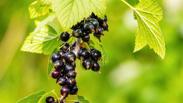 Bacche di ribes nero nel giardino sul cespuglio Raccolto di ribes Ribes in crescita