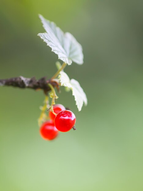 Bacche di ribes rosso in maturazione su un cespuglio