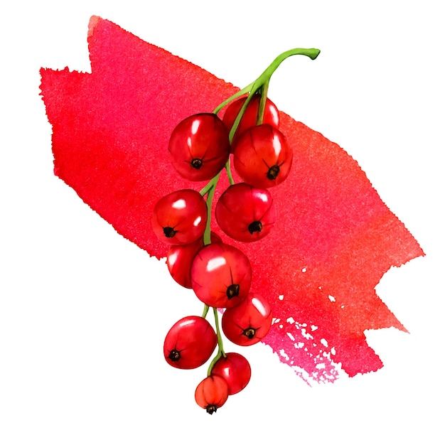 Bacche di ribes rosso maturo dell'acquerello isolate su sfondo bianco Illustrazione botanica disegnata a mano Rami di bacche di clipart e macchie rosse di acquerello