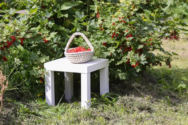 Bacche di ribes rosso nella stagione della raccolta delle bacche in campagna