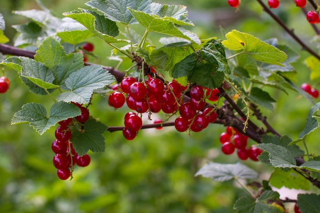 Bacche di ribes rosso su un ramo Raccolto estivo di bacche