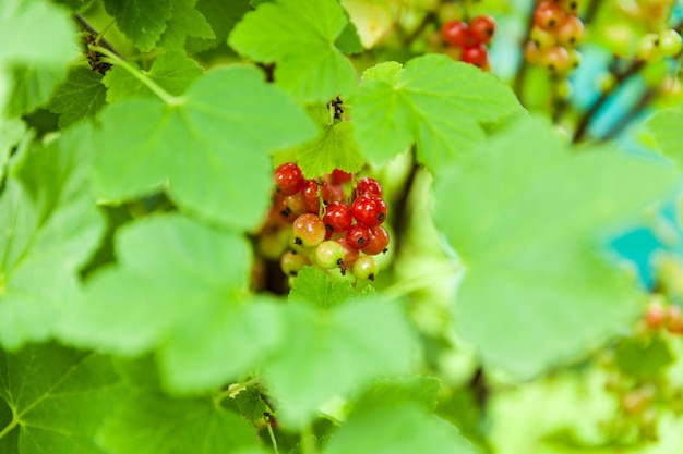 Bacche di ribes rosso sul cespuglio