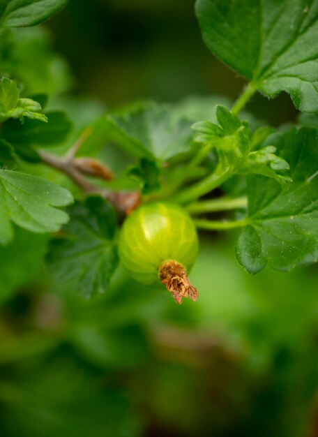 Bacche di ribes verde maturo Ribes tra il fogliame su un cespuglio in Grecia