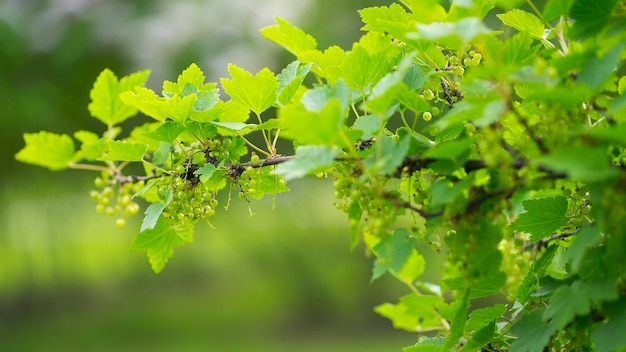 Bacche di ribes verde su un cespuglio