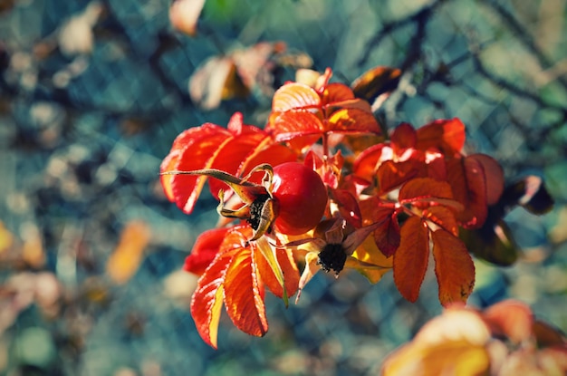 Bacche di rosa canina con foglie dorate, sfondo stagionale vintage autunnale naturale