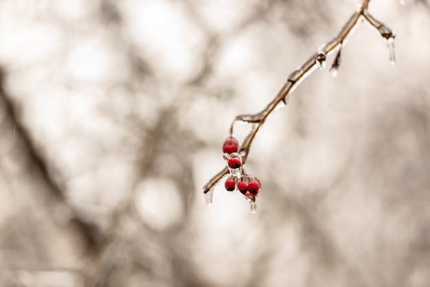 Bacche di rosa canina e rami di albero coperti di ghiaccio