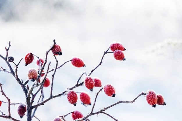 Bacche di rosa canina ricoperte di brina su un cespuglio in inverno con tempo soleggiato