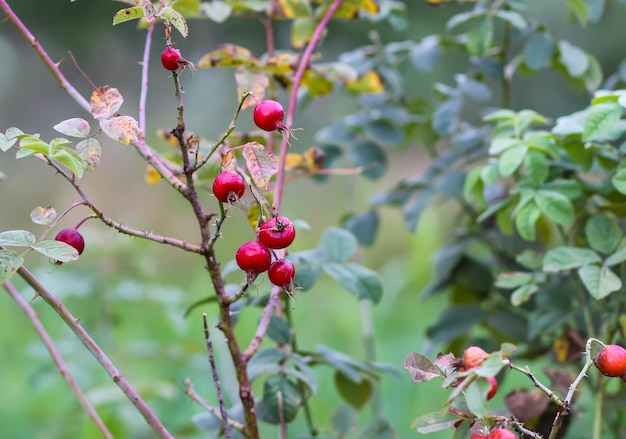 Bacche di rosa canina sui rami del cespuglio