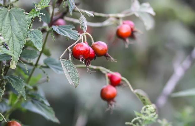 Bacche di rosa canina sui rami del cespuglio