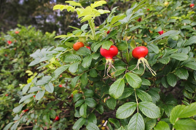 Bacche di rosa canina