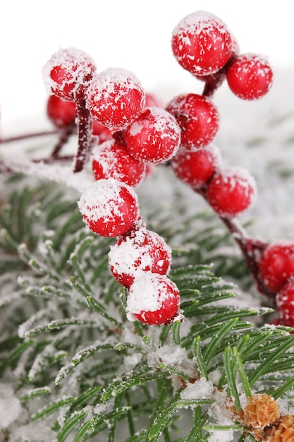 Bacche di sorbo con abete coperto di neve