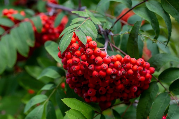 Bacche di sorbo mature sui rami tra le foglie verdi Pianta medicinale Bellezza della natura