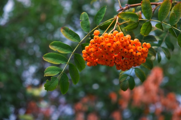 Bacche di sorbo rosse che crescono in autunno natura closeup background