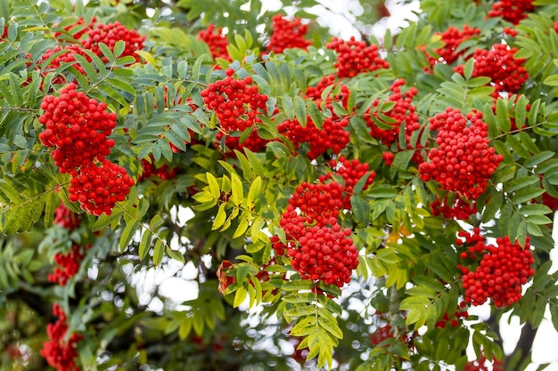 Bacche di sorbo rosse in estate su un albero