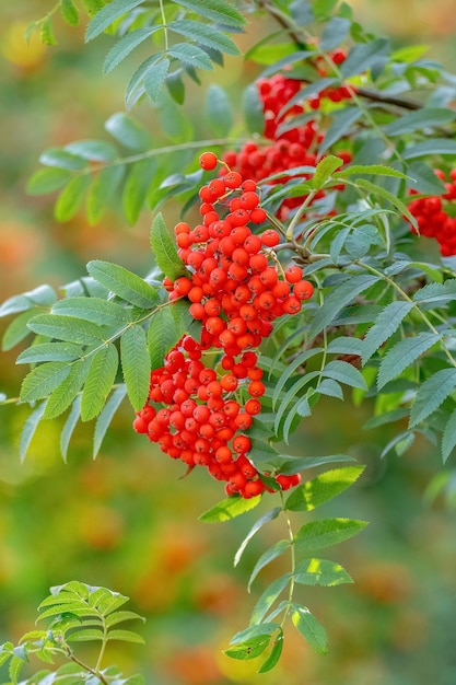 Bacche di sorbo rosse in estate su un albero