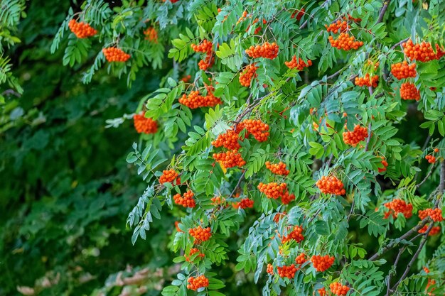 Bacche di sorbo rosse in estate su un albero