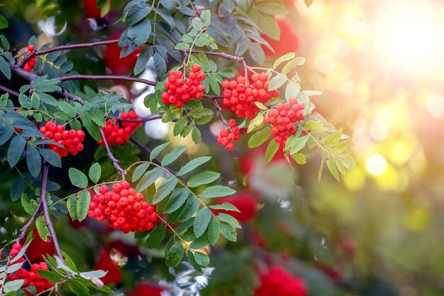 Bacche di sorbo rosse in estate su un albero