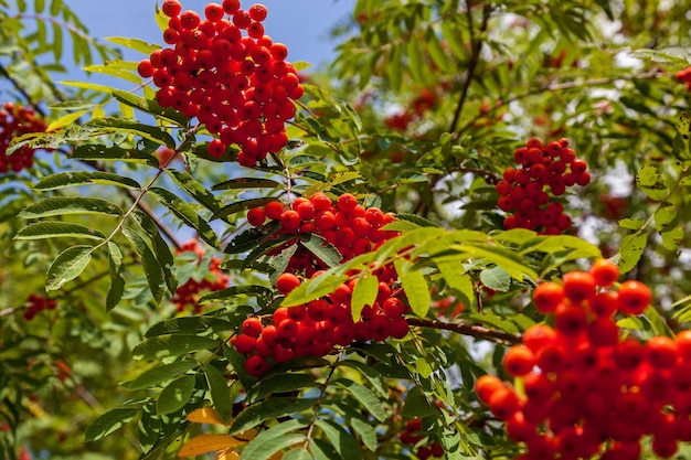 Bacche di sorbo rosso nella foresta