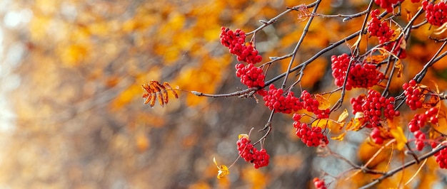 Bacche di sorbo rosso su un albero in autunno autunno sfondo copia spazio