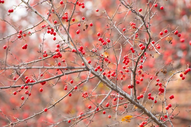 Bacche di sorbo rosso su un albero in autunno