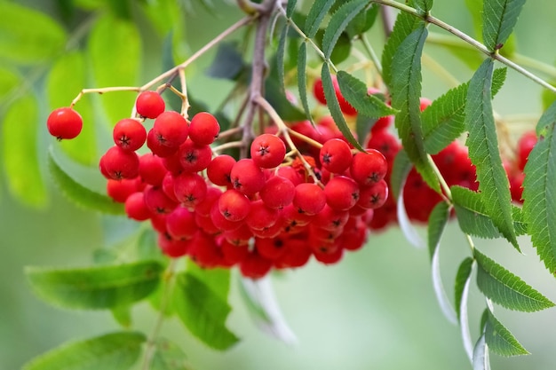 Bacche di sorbo rosso su un albero si chiuda