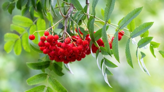 Bacche di sorbo rosso su un albero si chiuda