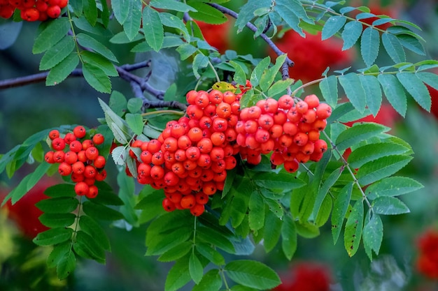 Bacche di sorbo rosso su un albero si chiuda