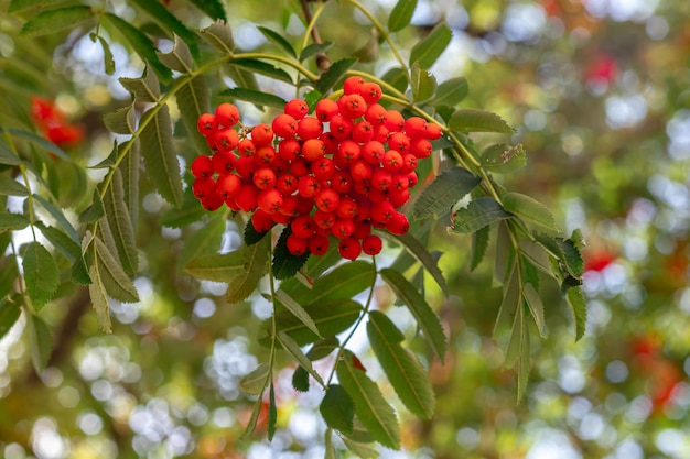 Bacche di sorbo rosso su un ramo di albero con foglie verdi in natura. Sorbo aucuparia. I frutti di Ashberry si chiudono.