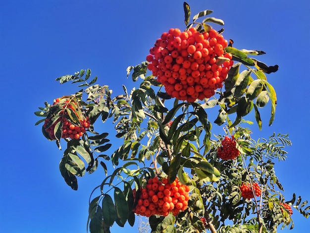 bacche di sorbo rosso su uno sfondo di cielo blu.