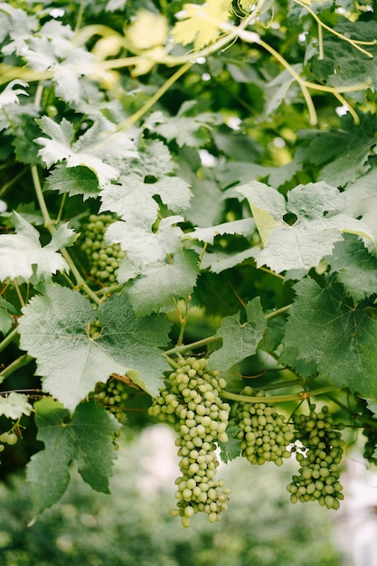 Bacche di uva in foglie verdi