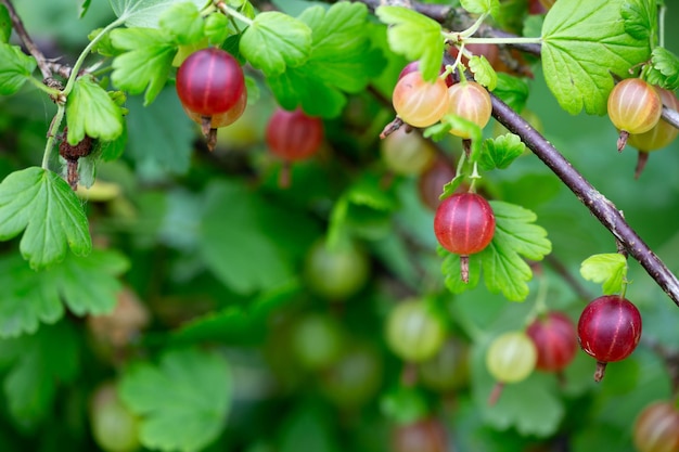 Bacche di uva spina rosse su sfondo verde in una fotografia macro di un giorno d'estate