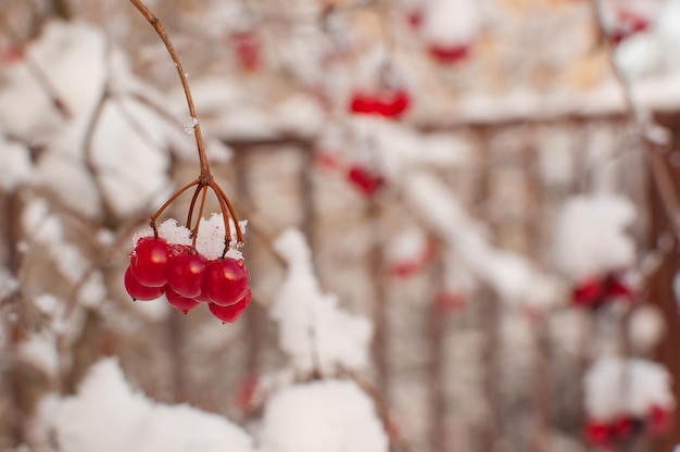 Bacche di viburno nella neve su uno sfondo sfocato con un posto per il testo