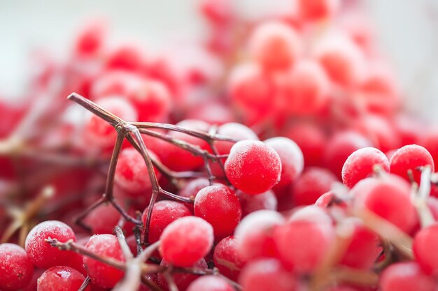 Bacche di viburno rosse congelate. Immagine macro con piccola profondità di campo. Bellissimo sfondo di bacche.