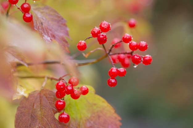 Bacche di viburno rosso brillante sui rami in autunno Pianta medicinale