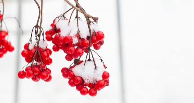 Bacche di viburno rosso innevate vitamine naturali in una gelida giornata invernale