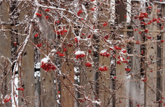 Bacche di viburnum, congelate