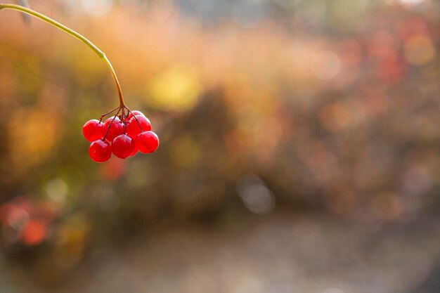 Bacche di viburnum rosse brillanti sui rami in autunno Pianta medicinale