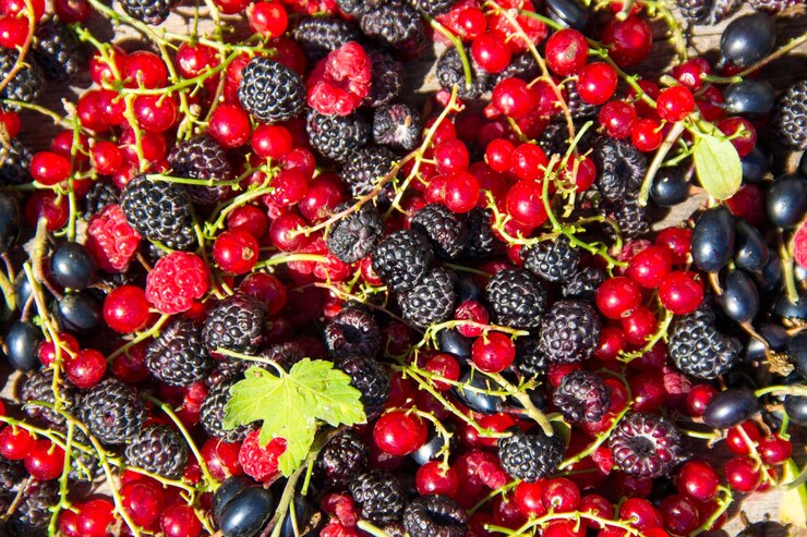 Bacche fresche di more, lamponi, ribes rosso e ribes nero per lo sfondo